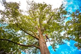 Best Tree Cabling and Bracing  in Red Boiling Springs, TN