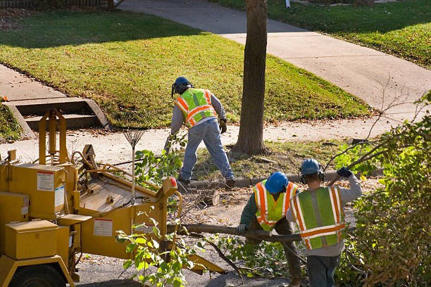  Red Boiling Springs, TN Tree Removal Pros