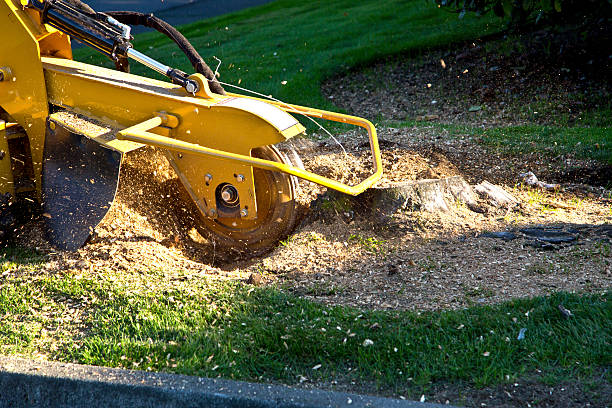 Best Tree Mulching  in Red Boiling Springs, TN